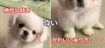 【可愛すぎる動画】この動画は危険！座り方に首の傾き、可愛すぎて虜になってしまう！