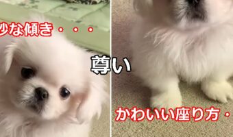 【可愛すぎる動画】この動画は危険!座り方に首の傾き、可愛すぎて虜になってしまう!