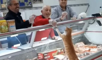 お肉屋さんで、ショーケース越しにおやつをもらってゴキゲンな野良猫。この子が踏み台にしているのは・・・【海外・動画】