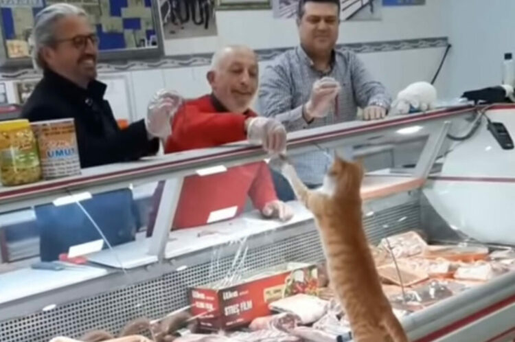 お肉屋さんで、ショーケース越しにおやつをもらってゴキゲンな野良猫。この子が踏み台にしているのは・・・【海外・動画】