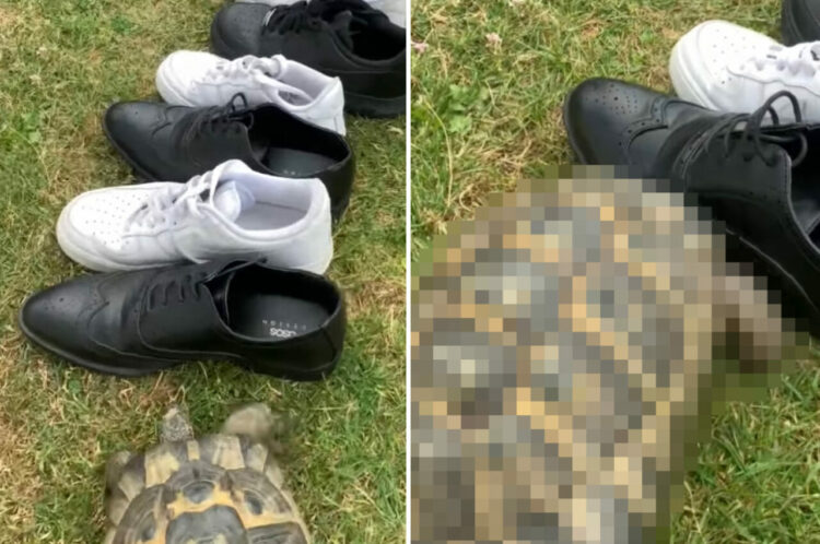 縄張り意識の強いカメ。どういうわけか「黒」に対抗してくるこの子の目の前に、黒と白の靴を交互に並べてみた結果・・【海外・動画】