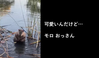 可愛いんだけど...身体を洗うビーバーの姿がまるで中年のおっさん!