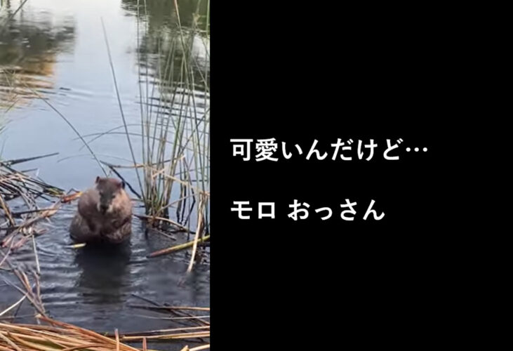 可愛いんだけど...身体を洗うビーバーの姿がまるで中年のおっさん！