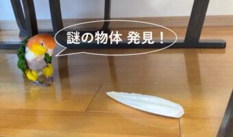 どこまで行くのよ!知らない物体にビビってちょっと後ずさりのつもりがどこまでも行っちゃうインコが可愛すぎた!