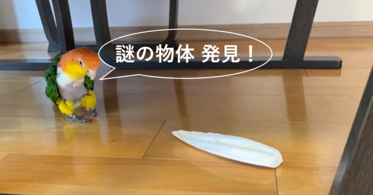 どこまで行くのよ！知らない物体にビビってちょっと後ずさりのつもりがどこまでも行っちゃうインコが可愛すぎた！