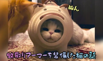 【可愛さポイントMAX!】蚊取りアーマーを装備した猫が可愛すぎる