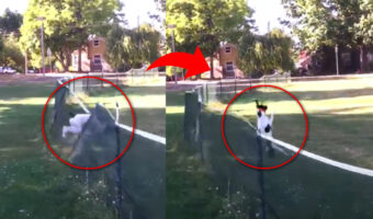 何が起きた?愛犬のまさかのフロントフリップが体操選手級!