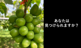 綺麗なシャインマスカットになりきった可愛すぎるアマガエルが話題!