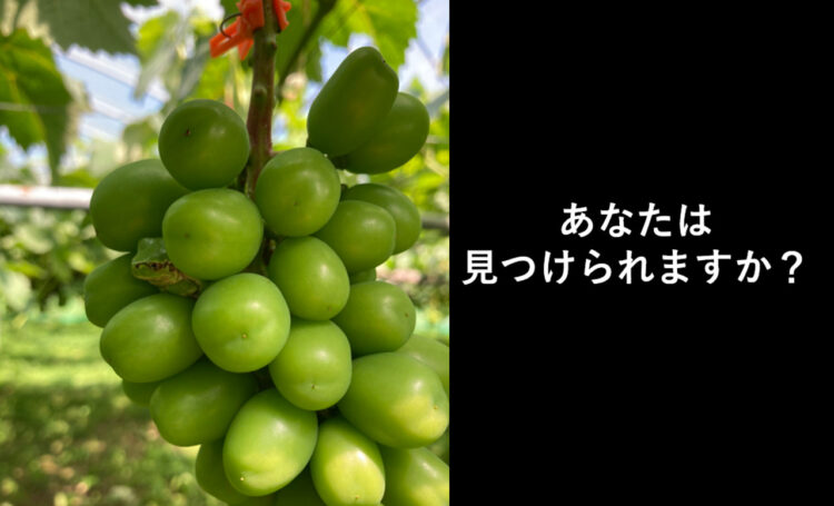綺麗なシャインマスカットになりきった可愛すぎるアマガエルが話題！