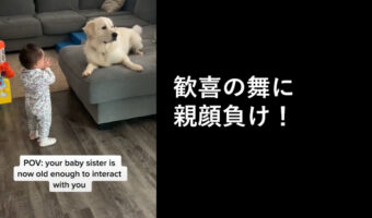 妹の事が好きすぎるゴールデンのお兄ちゃん、初めて歩けた妹を見て親以上の喜びよう!