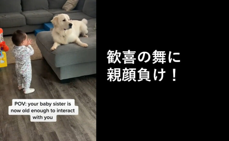 妹の事が好きすぎるゴールデンのお兄ちゃん、初めて歩けた妹を見て親以上の喜びよう！