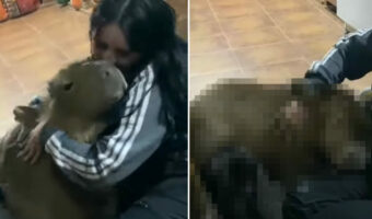 飼い主さんにマッサージをしてもらうカピバラ。ギュッとハグまでしてもらったこの子は、嬉しさのあまり『ある行動』に出ました【海外・動画】