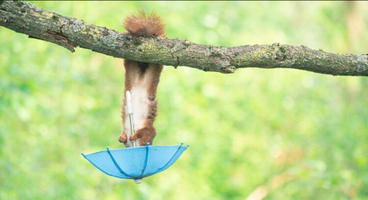 リスの魅力がぎっしり！「リス写真家」の撮影した写真に癒される