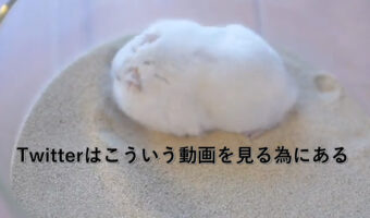 Twitterはこういう動画を見る為にあるのかも?可愛すぎる砂浴び動画に癒される