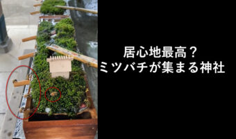 Twitterで話題『世界一ミツバチに優しい神社』が素敵!