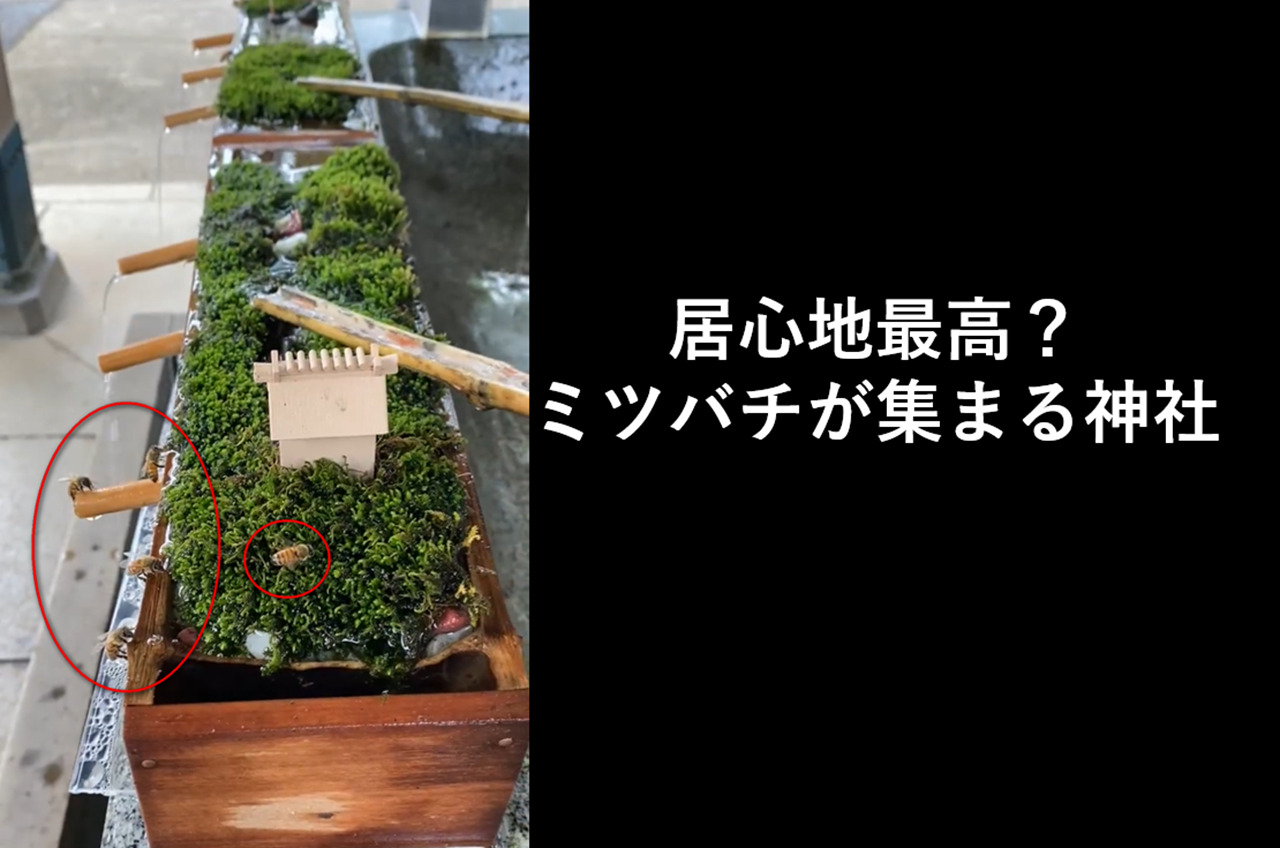 Twitterで話題『世界一ミツバチに優しい神社』が素敵！