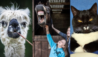 【可愛い&面白い】2022年コメディペット写真コンテストのファイナリストたちの写真!