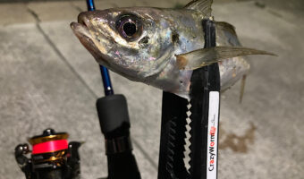 アジングで釣れないときの対処法、秘策大公開!!