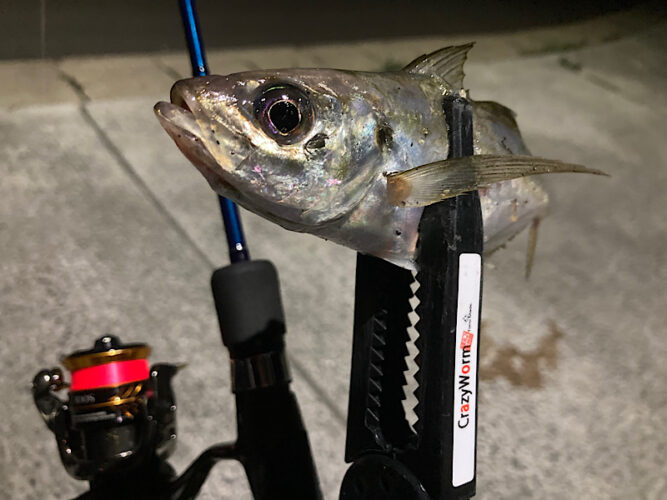 アジングで釣れないときの対処法、秘策大公開!!