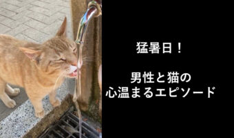 暑すぎる毎日!猫も水分補給が大事!公園で筋トレ中に猫が誘って来たので付いていく動画が話題