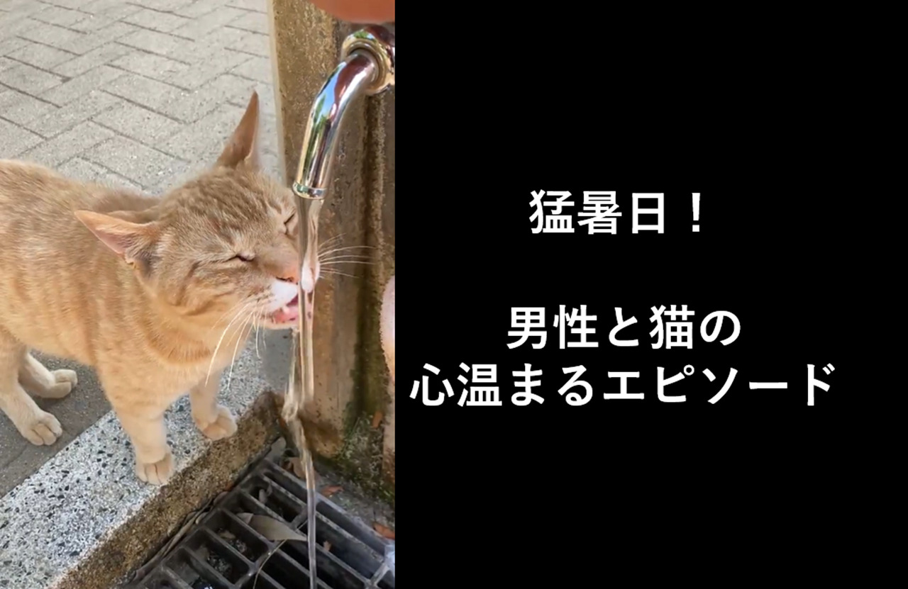 暑すぎる毎日！猫も水分補給が大事！公園で筋トレ中に猫が誘って来たので付いていく動画が話題