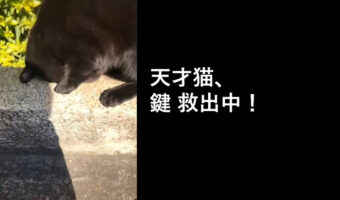 天才猫！手の入らない小さな穴に落ちた鍵を拾ってくれた【海外・動画】