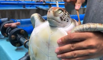 「良きかなぁ」体を磨いてもらう子ガメの表情が貫録たっぷり