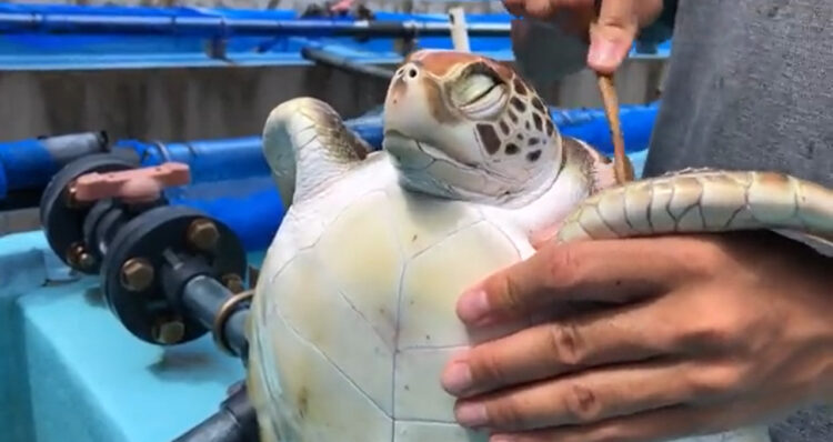 「良きかなぁ」体を磨いてもらう子ガメの表情が貫録たっぷり