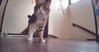 「人間どこ行った？」と探す猫の声、その切ない鳴き声に多くの猫たちが反応？