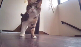 「人間どこ行った?」と探す猫の声、その切ない鳴き声に多くの猫たちが反応?