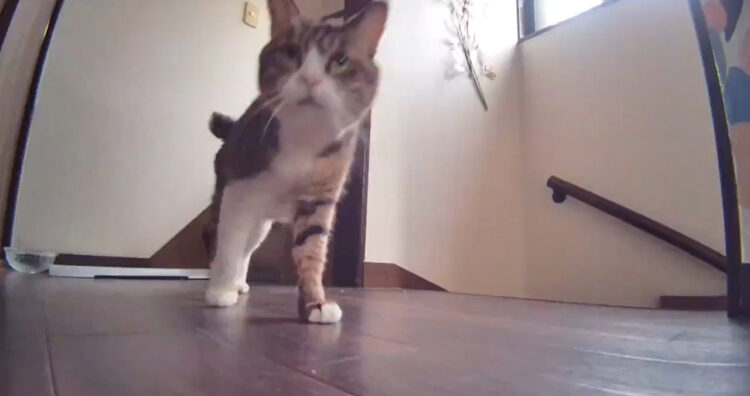 「人間どこ行った？」と探す猫の声、その切ない鳴き声に多くの猫たちが反応？