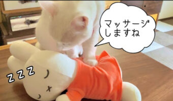 これはお願いしたい！無重力猫ミルコの「最高のマッサージ」に癒される