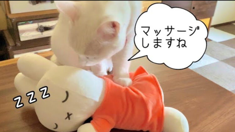 これはお願いしたい！無重力猫ミルコの「最高のマッサージ」に癒される
