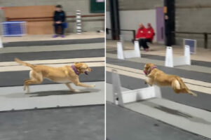 イギリスのフライボール大会に参加した選手たち。大型犬もいれば小柄な犬までいるけれど、みんな速い！！【海外・動画】