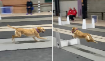 イギリスのフライボール大会に参加した選手たち。大型犬もいれば小柄な犬までいるけれど、みんな速い！！【海外・動画】