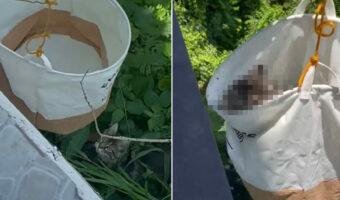 いつの間にか外に出てしまった愛猫。この子をお家に連れ戻すため、バスケットのエレベーターが出動しました！【海外・動画】