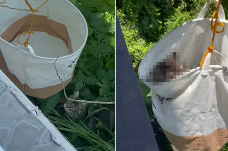 いつの間にか外に出てしまった愛猫。この子をお家に連れ戻すため、バスケットのエレベーターが出動しました！【海外・動画】