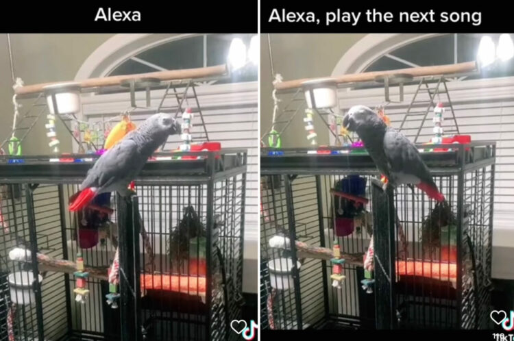 天才オウム現る！おしゃべりだけでなく、アレクサを完璧に扱う様子が凄すぎ！！