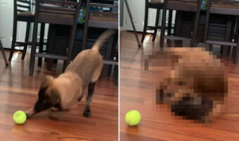 ボールで遊んでいた子犬。ひょうきん者のこの子は、突然コミカルな動きを見せて笑いを誘ってきました!!【アメリカ・動画】