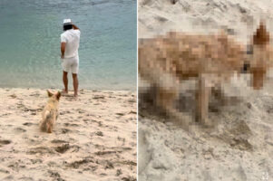 初めての海にはしゃぎすぎたミニチュア・ゴールデン・ドゥードルの子犬。何も知らずに飛び込んだ結果・・・【海外・動画】