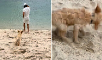 初めての海にはしゃぎすぎたミニチュア・ゴールデン・ドゥードルの子犬。何も知らずに飛び込んだ結果・・・【海外・動画】