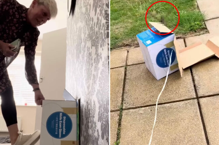 通気口の中に何かいる！！不審な物音を立てる『何か』を段ボール箱で捕獲した親子。その正体は果たして・・【海外・動画】