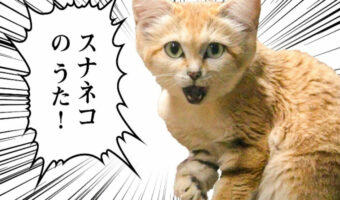 那須どうぶつ王国が贈る「うた」シリーズ。マヌルネコに続く第2弾は・・、スナネコだああああっ！！【スナネコのうた】