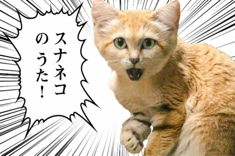 那須どうぶつ王国が贈る「うた」シリーズ。マヌルネコに続く第2弾は・・、スナネコだああああっ！！【スナネコのうた】