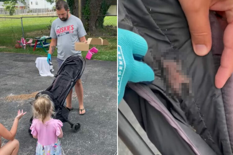 ベビーカーにいたのは赤ちゃん！！とはいっても人間ではなく・・・、まさかの生き物の赤ちゃんでした！！【アメリカ・動画】