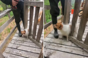 ゲートの間を通って外へ出ようとした犬。ところがこの子、お尻周りの成長が著しかったらしく・・、残念な結果を迎えました【アメリカ・動画】