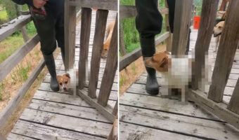 ゲートの間を通って外へ出ようとした犬。ところがこの子、お尻周りの成長が著しかったらしく・・、残念な結果を迎えました【アメリカ・動画】