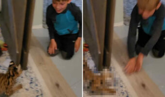 男の子と仲良く遊ぶサーバルキャットの子ども。ピョンピョン跳ねたり、転がったり、楽しくて大はしゃぎしています!!【アメリカ・動画】