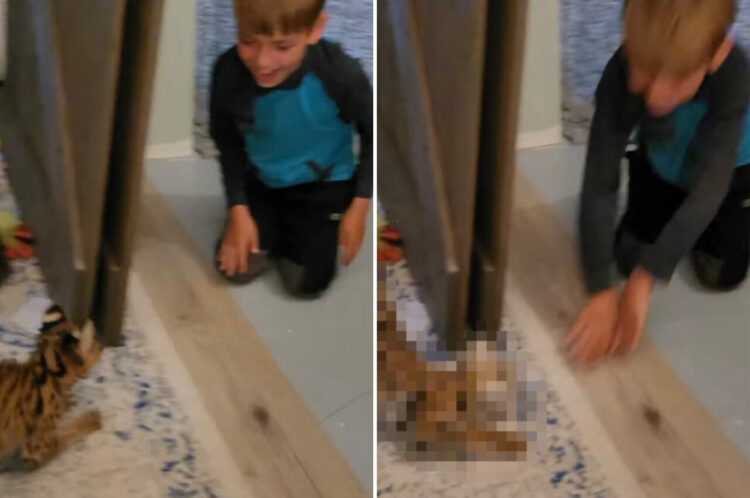 男の子と仲良く遊ぶサーバルキャットの子ども。ピョンピョン跳ねたり、転がったり、楽しくて大はしゃぎしています！！【アメリカ・動画】