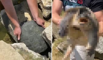 【400万再生突破!】巨大な石かと思ったら・・。男性が力いっぱい引っ張るのは、岩の間にハマっていた『危険な生き物』でした!【アメリカ・動画】